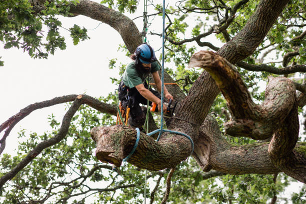 Best Tree Health Inspection  in Meadowdale, WA